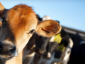 Animal RFID Ear Tags: Identification, Traceability, and Beyond