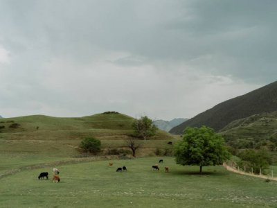 RFID technology promotes the development of animal management