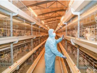 RFID tags can greatly improve breeding efficiency