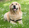 RFID Technology Leads the New Trend in Pet Management