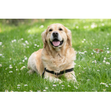 RFID Technology Leads the New Trend in Pet Management