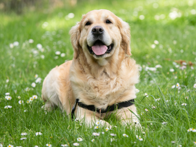 RFID Technology Leads the New Trend in Pet Management