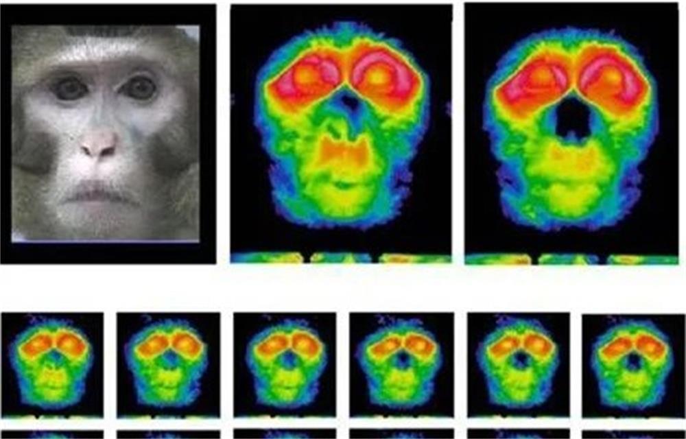the specific applications of infrared thermal imaging technology in human and veterinary medicine, ecology, zoology and other fields
