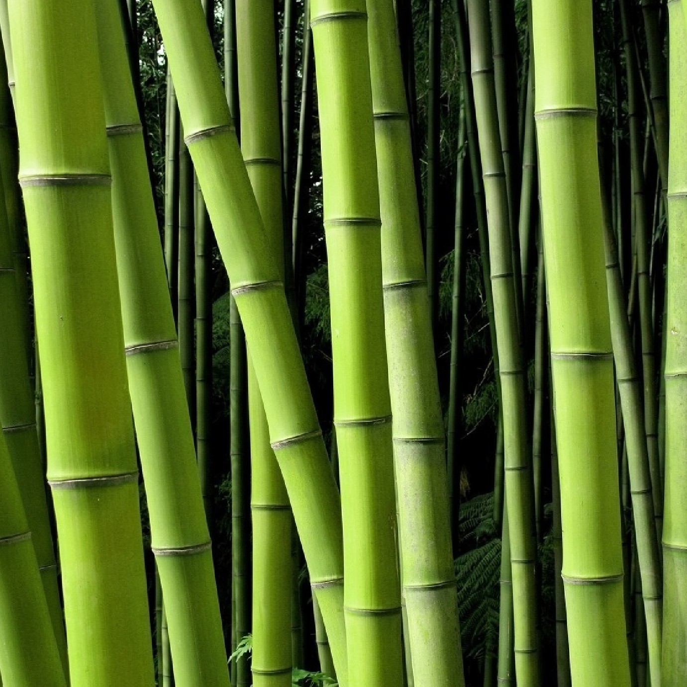 ¿Las toallitas de bambú son biodegradables?