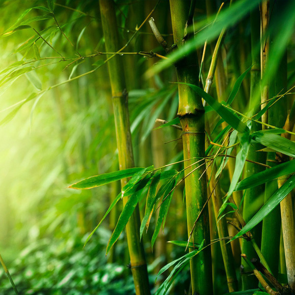 La fibra de bambú es mejor que la fibra ordinaria como materia prima para toallitas húmedas