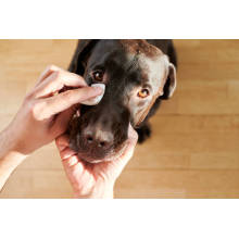 Dalian Daxin Nonwoven Technology Co., Ltd.: Pet Wipes for Exceptional Pet Care