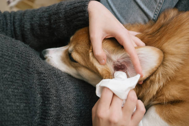 DX Brand Pet Wipes: A Trusted Choice for Your Furry Friends