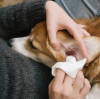 DX Brand Pet Wipes: A Trusted Choice for Your Furry Friends