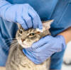 What are the characteristics of Daxin pet wipes?