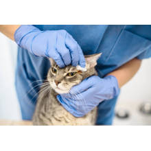 What are the characteristics of Daxin pet wipes?