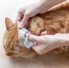 Dalian Daxin Nonwoven Technology Co., Ltd.: Unleashing the Superiority of Our Pet Wipes