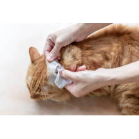 Dalian Daxin Nonwoven Technology Co., Ltd.: Unleashing the Superiority of Our Pet Wipes