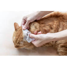 Dalian Daxin Nonwoven Technology Co., Ltd.: Unleashing the Superiority of Our Pet Wipes