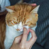 Daxin Pet Wipes: A thoughtful choice for pet cleaning and care