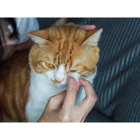 Daxin Pet Wipes: A thoughtful choice for pet cleaning and care