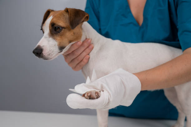 Discover the Excellence of Daxin Pet Wipes