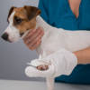 Dalian Daxin Nonwoven Technology Co., Ltd.: Premium Pet Wipes for Your Furry Companions