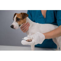 Dalian Daxin Nonwoven Technology Co., Ltd.: Premium Pet Wipes for Your Furry Companions