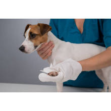 Discover the Excellence of Daxin Pet Wipes