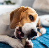 The role of pet molars