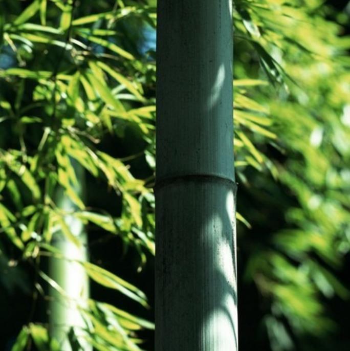 Advantages of Bamboo Products in Protecting the Environment from Pollution