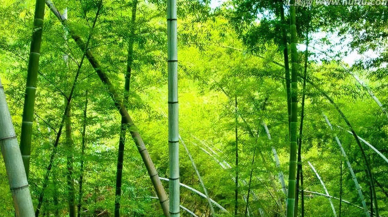 bamboo daily necessities
