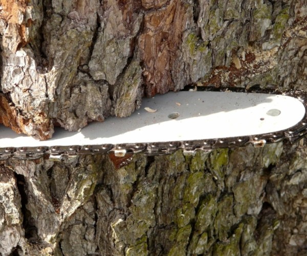 All About Chainsaw Bars - Tips From the Pros
