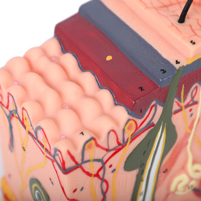 Factory Price PMU Teaching supplies Skin Tissue Stratification Skin Structure Mold for Permanent Cosmetic Tattoo