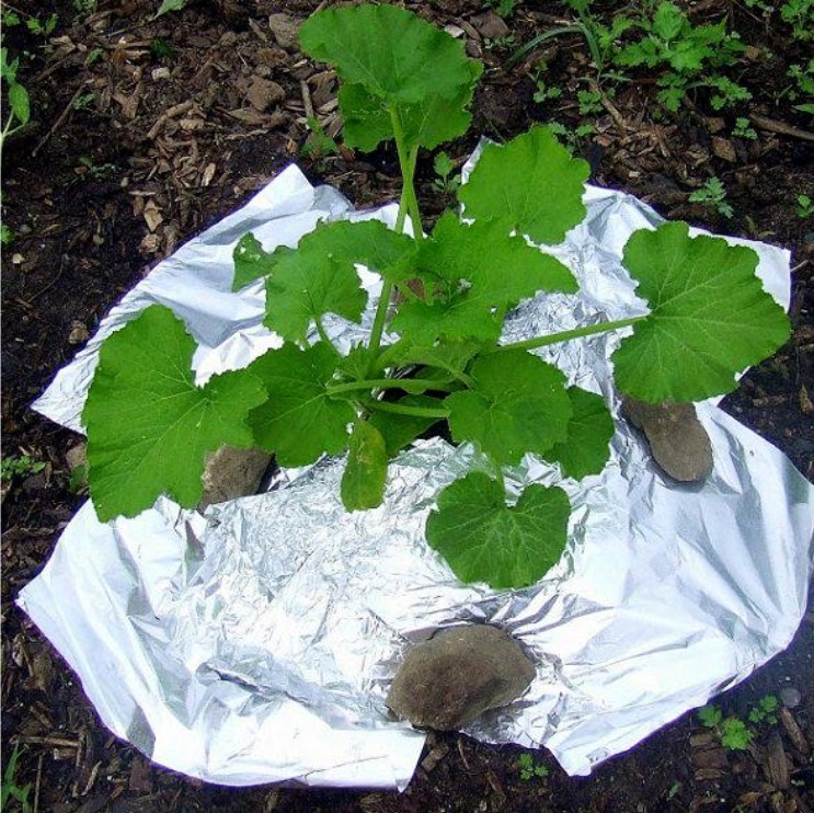 Application of Aluminum Foil in Agriculture: Improving Crop Yield