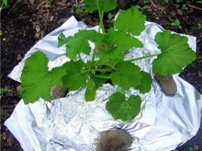 Application of Aluminum Foil in Agriculture: Improving Crop Yield