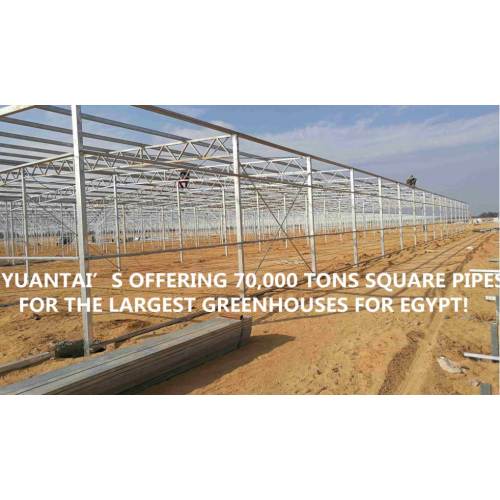 BIG NEWS!THE LARGEST GREENHOUSES PROJECT FOR EGYPT!