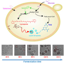 Synthetic Biology Chassis Cells: Creating Infinite Potential 'Cell Engines'!
