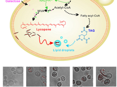 Synthetic Biology Chassis Cells: Creating Infinite Potential 'Cell Engines'!