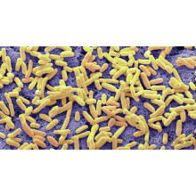 A great breakthrough in synthetic biology! A panoramic review of the birth process, design ideas, and future potential of the artificial Escherichia coli Syn61!