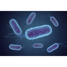 Experience in Escherichia coli fermentation
