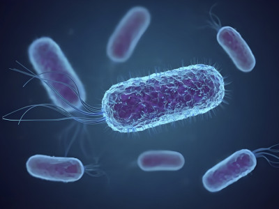 Experience in Escherichia coli fermentation