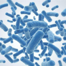 Do fermented foods contain probiotics? One article interpretation!