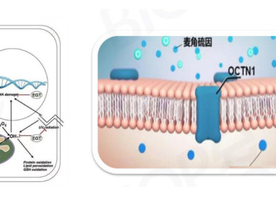 The king of anti-aging ingredients is back! Is the future billion dollar race track here for ergot sulfur, which has transformed from a "sky high priced raw material" to a "universal consumption" through biological fermentation?