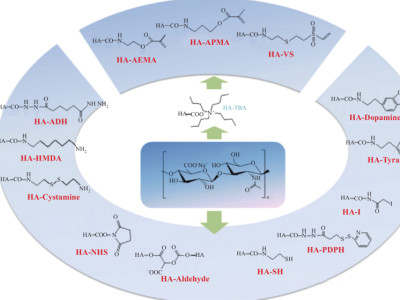 New favorite of medical aesthetics: hyaluronic acid refined through biological reactions, why does it "debut at the C-position"?