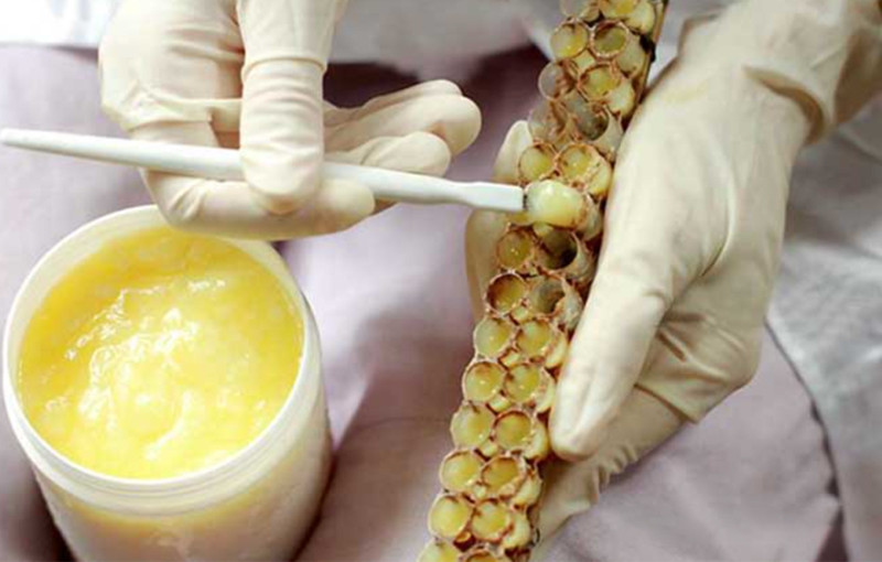 animal cell cultivation