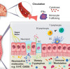 How does the gut brain axis affect emotions and blood sugar levels? How important are probiotics? The intestine has always been affecting the brain