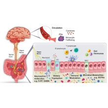 How does the gut brain axis affect emotions and blood sugar levels? How important are probiotics? The intestine has always been affecting the brain