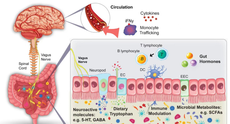 How does the gut brain axis affect emotions and blood sugar levels? How important are probiotics? The intestine has always been affecting the brain