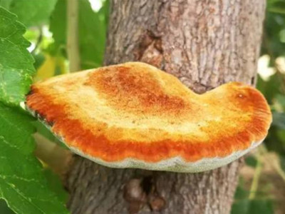 Five popular traditional Chinese medicines undergo liquid fermentation, including Sanghuang, Dendrobium, Poria cocos, Ginseng, and Cordyceps, transforming from "rare" to "affordable"