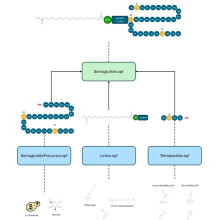 How to produce semaglutide and how high is the cost? The core ingredients of Ozempic and Wegovy, dual effect drugs for reducing blood sugar and weight