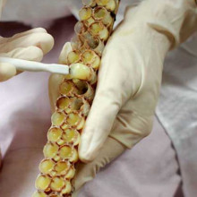 Introduction to the Biological Synthesis Method of 