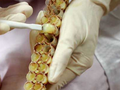 Introduction to the Biological Synthesis Method of "Liquid Gold" Royal Jelly