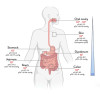 How does gut microbiota affect health? Diabetes, fatty liver, colorectal cancer, inflammation may be related!