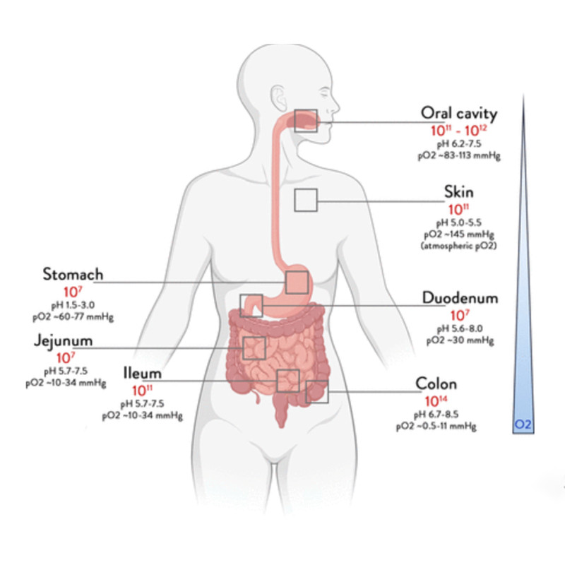 Microbial Fermenters
