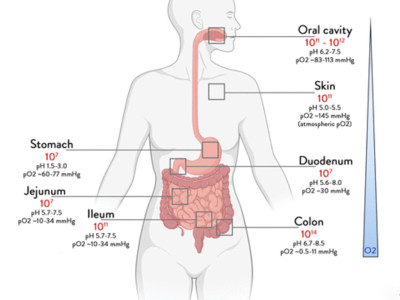 How does gut microbiota affect health? Diabetes, fatty liver, colorectal cancer, inflammation may be related!
